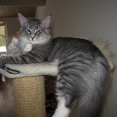 Norsk Skovkat DK*Nemador's Bugatti