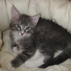 Norsk Skovkat DK*Nemador's Bugatti