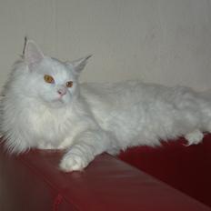 Maine Coon Snowie