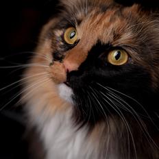 Blanding af racer Norsk skov kat Malou