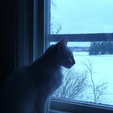 Blanding af racer Athena