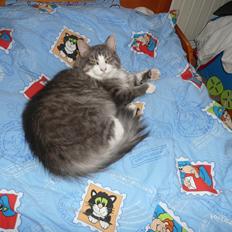 Blanding af racer Fandi