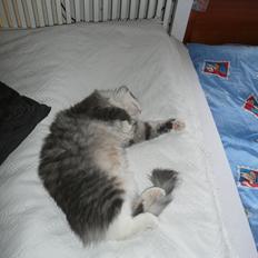 Blanding af racer Fandi