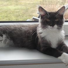 Blanding af racer Frede