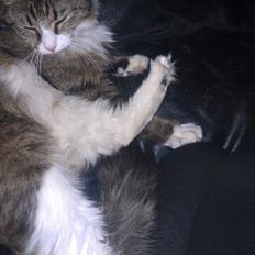 Blanding af racer Clara