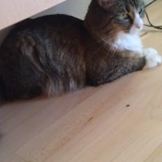 Blanding af racer Clara