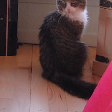 Blanding af racer Clara