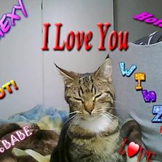 Huskat Winzet (Baby)