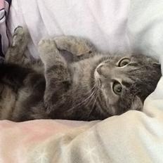 Blanding af racer Tulle<3