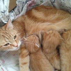 Blanding af racer Nala.