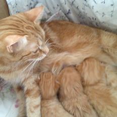 Blanding af racer Nala.