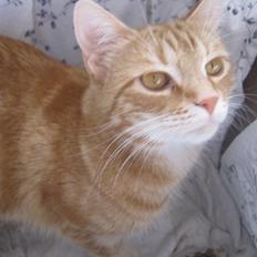 Blanding af racer Nala.