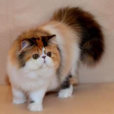 Perser Dark Diamond Lolita