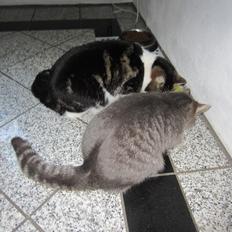 Blanding af racer Flicka<3