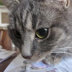 Blanding af racer Flicka<3