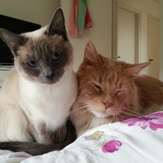 Maine Coon DK Abbycoon's Dizel *Fatuus*