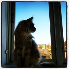 Maine Coon DK Abbycoon's Dizel *Fatuus*