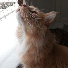 Maine Coon DK Abbycoon's Dizel *Fatuus*