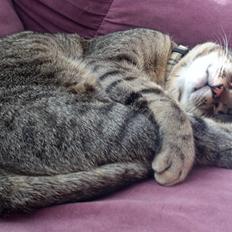 Blanding af racer Neko