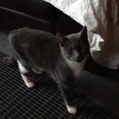 Blanding af racer Joey