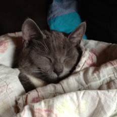 Blanding af racer Joey