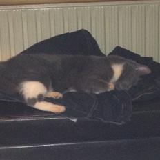 Blanding af racer Joey