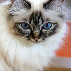 Hellig Birma Chicabee Viva la Vida