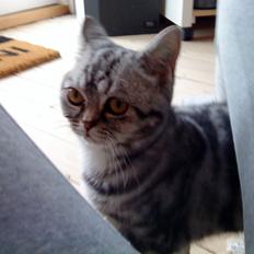 British Shorthair Fiona