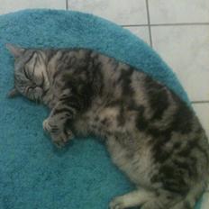 British Shorthair Fiona