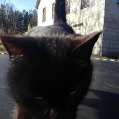 Blanding af racer Ulla