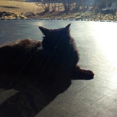 Blanding af racer Ulla