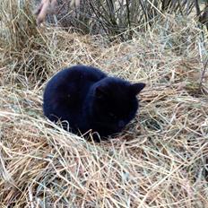 Blanding af racer Ulla