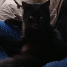 Tyrkisk Angora Hubert 