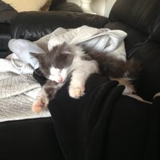 Norsk Skovkat Pjuske