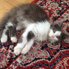 Norsk Skovkat Pjuske