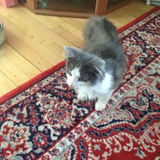 Norsk Skovkat Pjuske