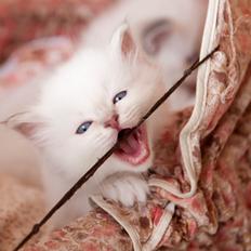 Hellig Birma Licarini's Fenya