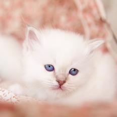 Hellig Birma Licarini's Fenya