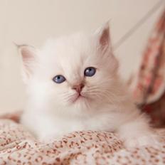 Hellig Birma Licarini's Fenya