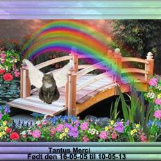 Norsk Skovkat Tantus Merci . R.I.P den 10-4-2013