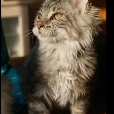 Maine Coon Lykke katte's Ziggi