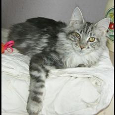 Maine Coon Lykke katte's Ziggi