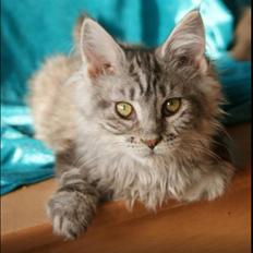 Maine Coon Lykke katte's Ziggi