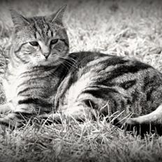 Huskat Bette (Himmelkat)