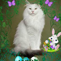 Norsk Skovkat Will Schmitt