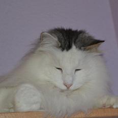 Norsk Skovkat Will Schmitt