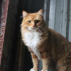 Norsk Skovkat Bakkegaardens Ginger