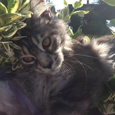 Maine Coon Basse sort sølv