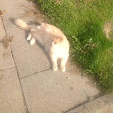 Maine Coon Amonti Lado