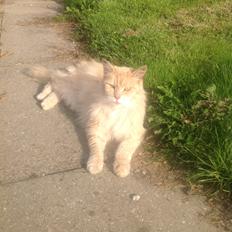 Maine Coon Amonti Lado